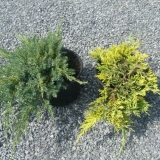 Juniper horizontalni zlatni tepih